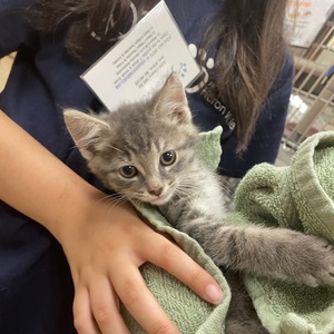 Priya Varma-Laughlin